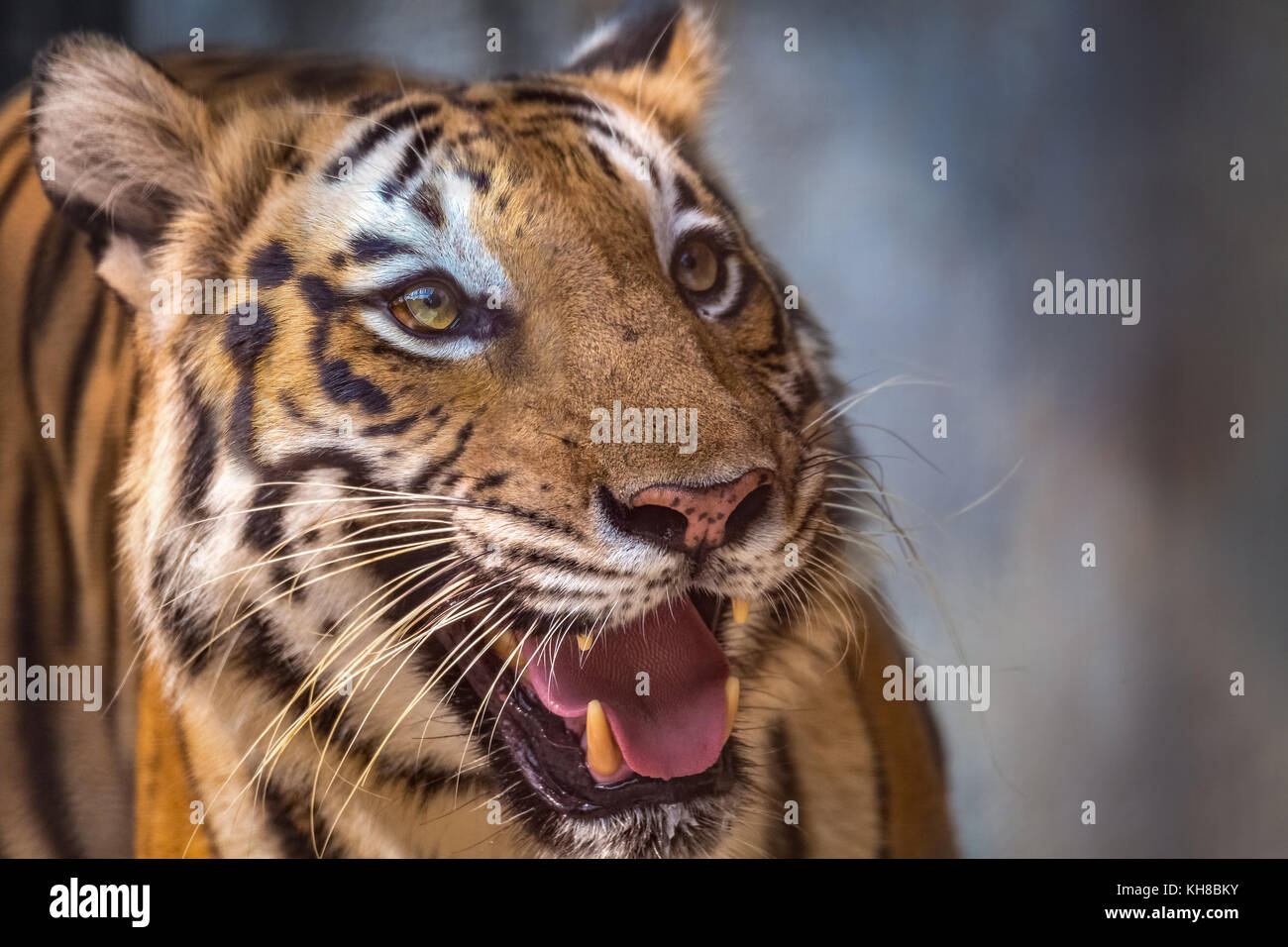 Royal Bengal Tiger in Nahaufnahme. Die Bengal Tiger ist einer der am meisten bedrohten Tierarten der Welt. Stockfoto
