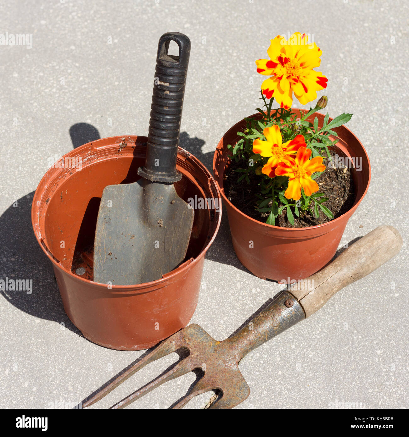 Blumentöpfe, Gartengeräte & Französisch ringelblume Blüten in einen Topf, Schuß von oben Stockfoto