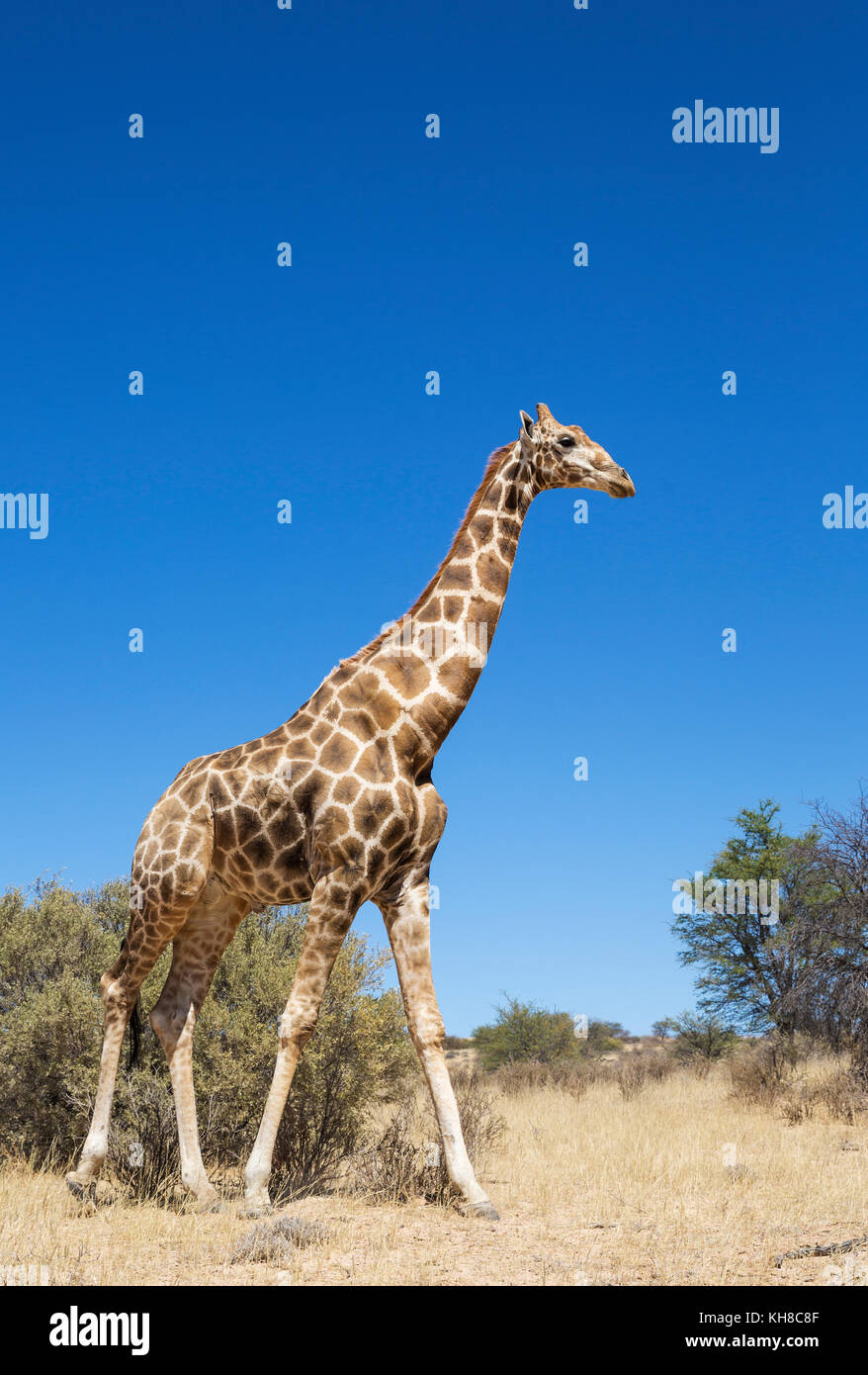 Südliche Giraffe (giraffa giraffa), alter Mann, der Kalahari Wüste, Kgalagadi Transfrontier Park, Südafrika Stockfoto