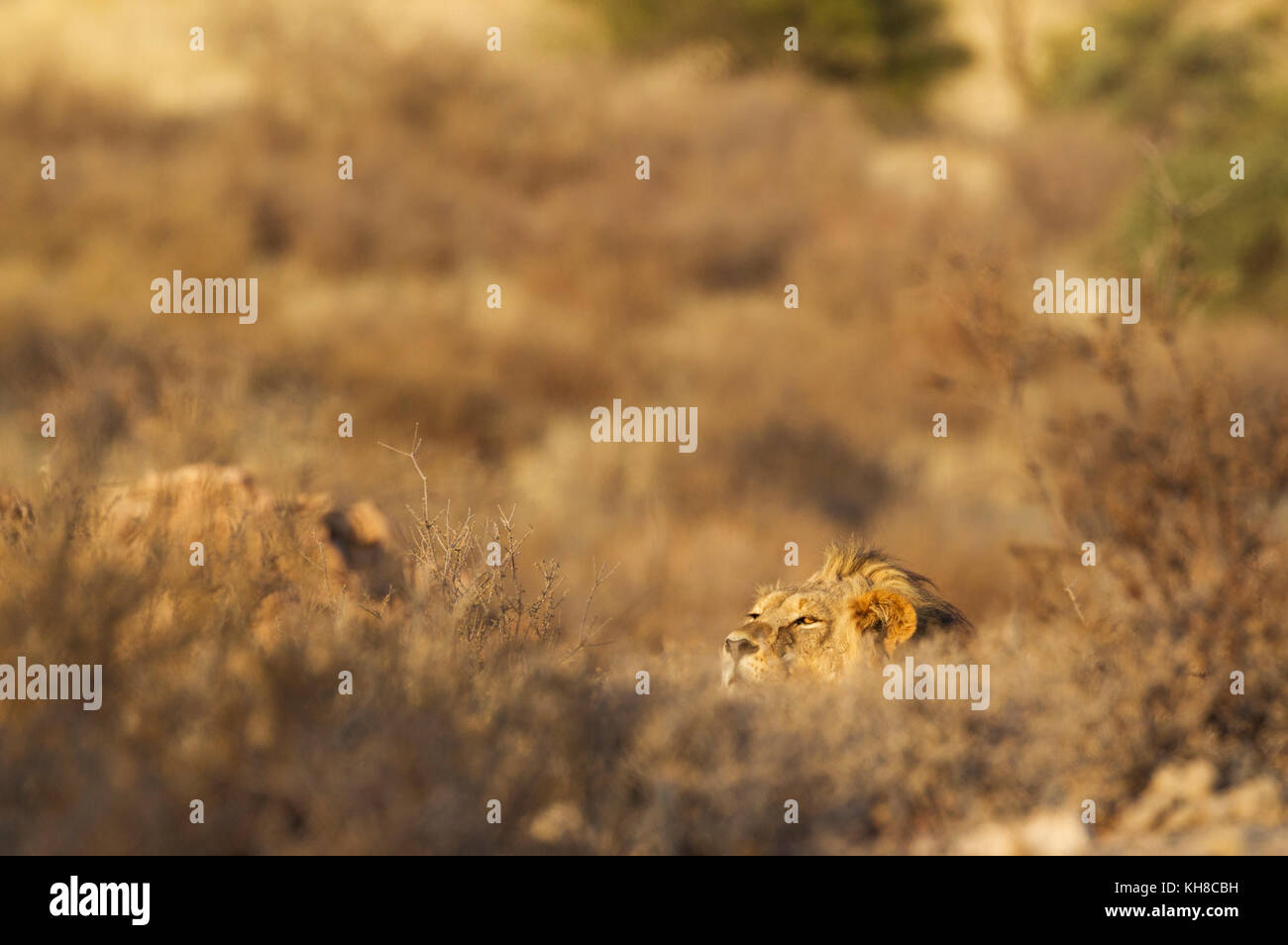 Löwe (Panthera leo), männlich, ruht in einem versteckten Ort und beobachtet seine Umgebung, Kalahari Wüste Stockfoto