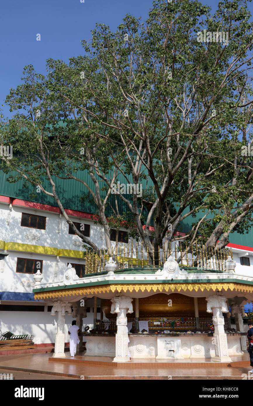 Dambulla Sri Lanka Golden Temple Bo Baum Menschen verlassen Lotus Blumen als Opfergaben Stockfoto