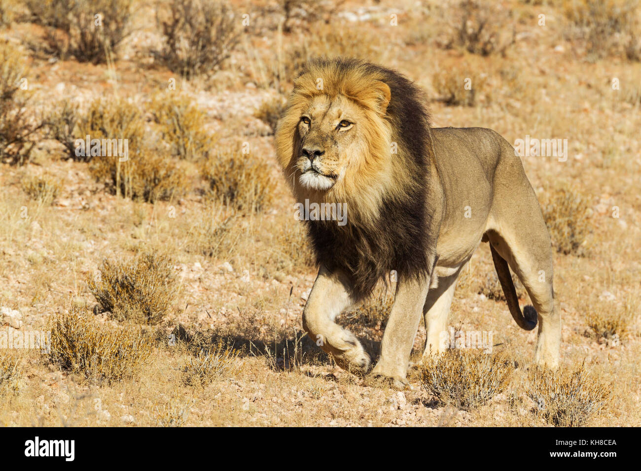 Schwarz-mähnenlöwen (Panthera leo vernayi), männlich, Roaming, Kalahari Wüste, Kgalagadi Transfrontier Park, Südafrika Stockfoto
