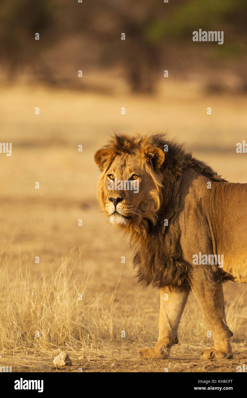 Schwarz-Mähnenlöwen (Panthera leo vernayi), männlich, Kalahari Wüste, Kgalagadi Transfrontier Park, Südafrika Stockfoto
