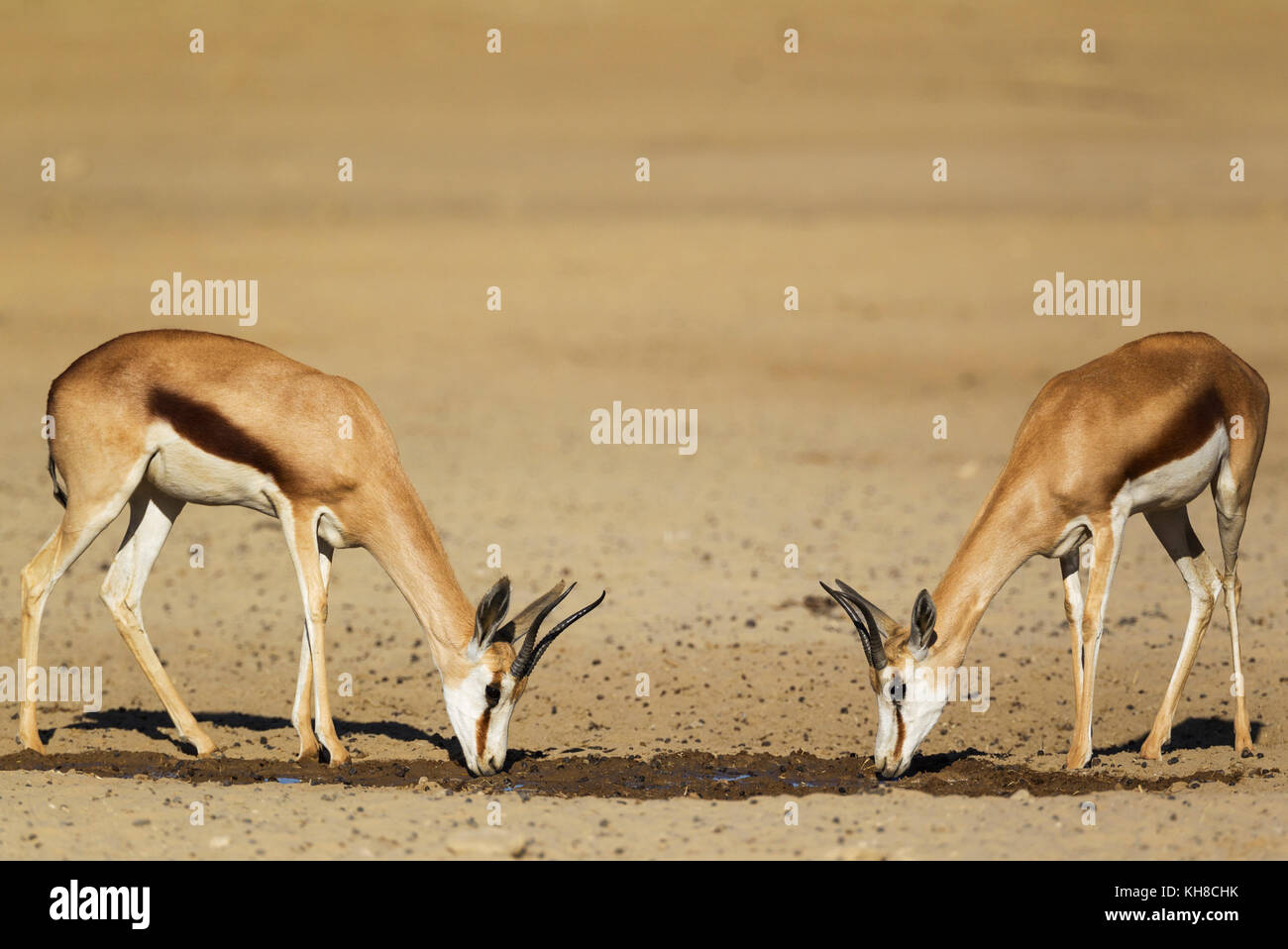 Springböcke (antidorcas marsupialis), zwei Weibchen, Trinken an einem Wasserloch, Kalahari Wüste, Kgalagadi Transfrontier Park Stockfoto