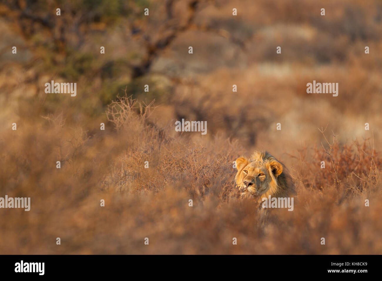Löwe (Panthera leo), die männlichen im Morgenlicht, zwischen Sträuchern, Kalahari Wüste, Kgalagadi Transfrontier Park versteckt Stockfoto