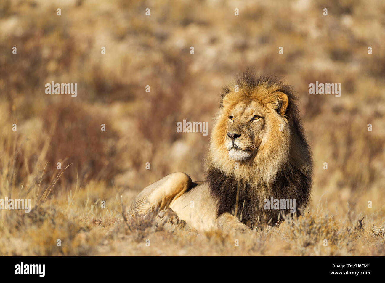 Schwarz-mähnenlöwen (Panthera leo vernayi), männlich, Ausruhen, Kalahari Wüste, Kgalagadi Transfrontier Park, Südafrika Stockfoto