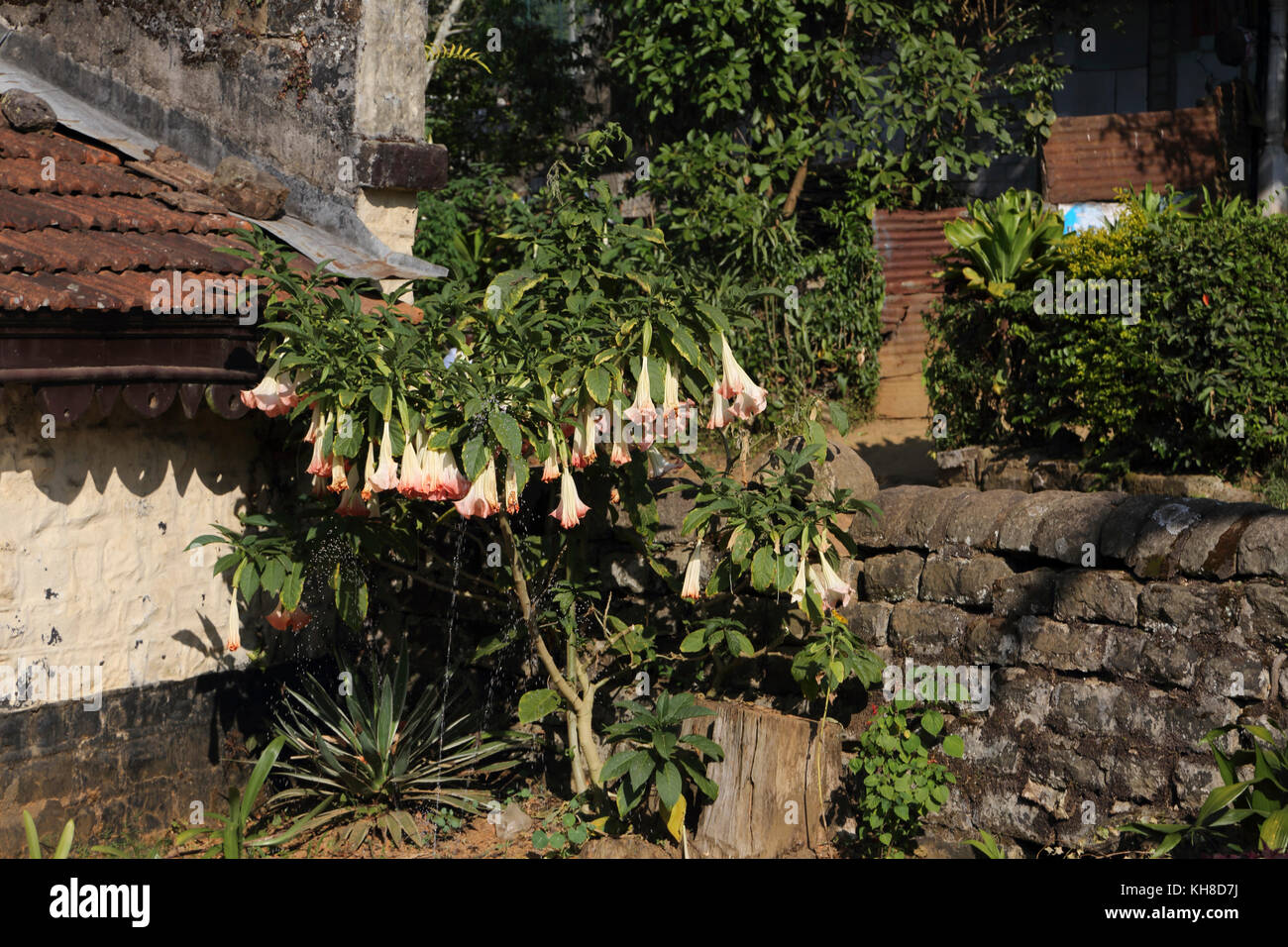 Hill Country zentrale Provinz Sri Lanka Sprinkler Blumen gießen Engelstrompeten Angel's trumpet in teepflückerinnen Cottage Garden Stockfoto