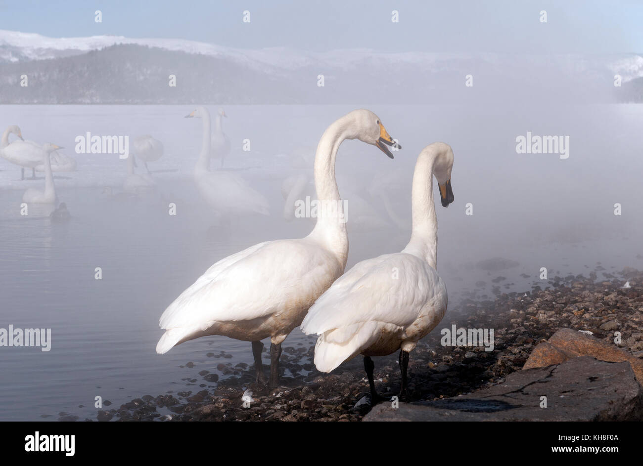 Singschwan (Cygnus Cygnus) Paar im Nebel, Japan *** local Caption *** Wild, Wild Bird, Winter, Schnee, Cygnus cygnus, Dunst, Nebel, Paar, liebe Saison Stockfoto