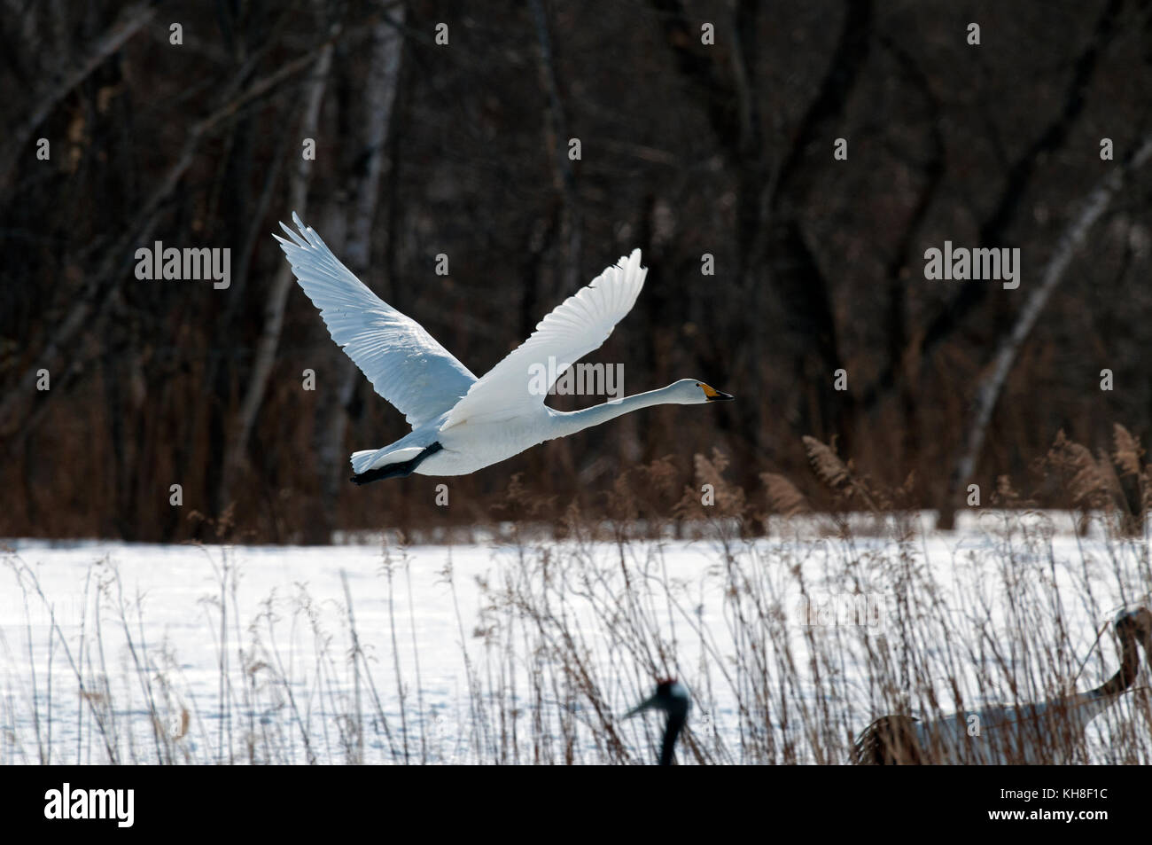 Singschwan (Cygnus cygnus) fliegend, Japan *** Ortsüberschrift *** Wildtier, Wildvögel, Tierwelt, Winter, Cygnus cygnus, Flug, Fliegen, Start Stockfoto
