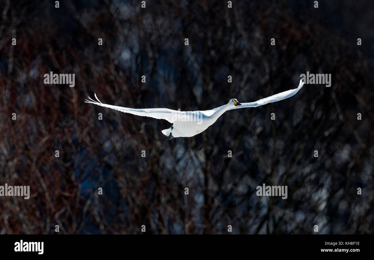 Singschwan (Cygnus cygnus) fliegend, Japan *** Ortsüberschrift *** Wildtier, Wildvögel, Tierwelt, Winter, Cygnus cygnus, Flug, fliegen Stockfoto