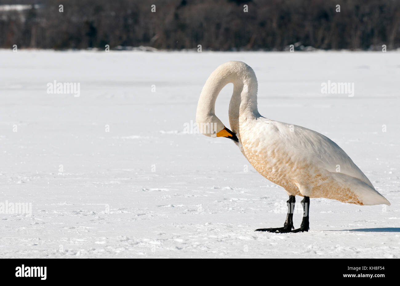 Singschwan (Cygnus cygnus) im Winter, Japan *** Ortsüberschrift *** Wildtier, Wildvögel, Tierwelt, Winter, Cygnus cygnus, Schnee, Toilette Stockfoto