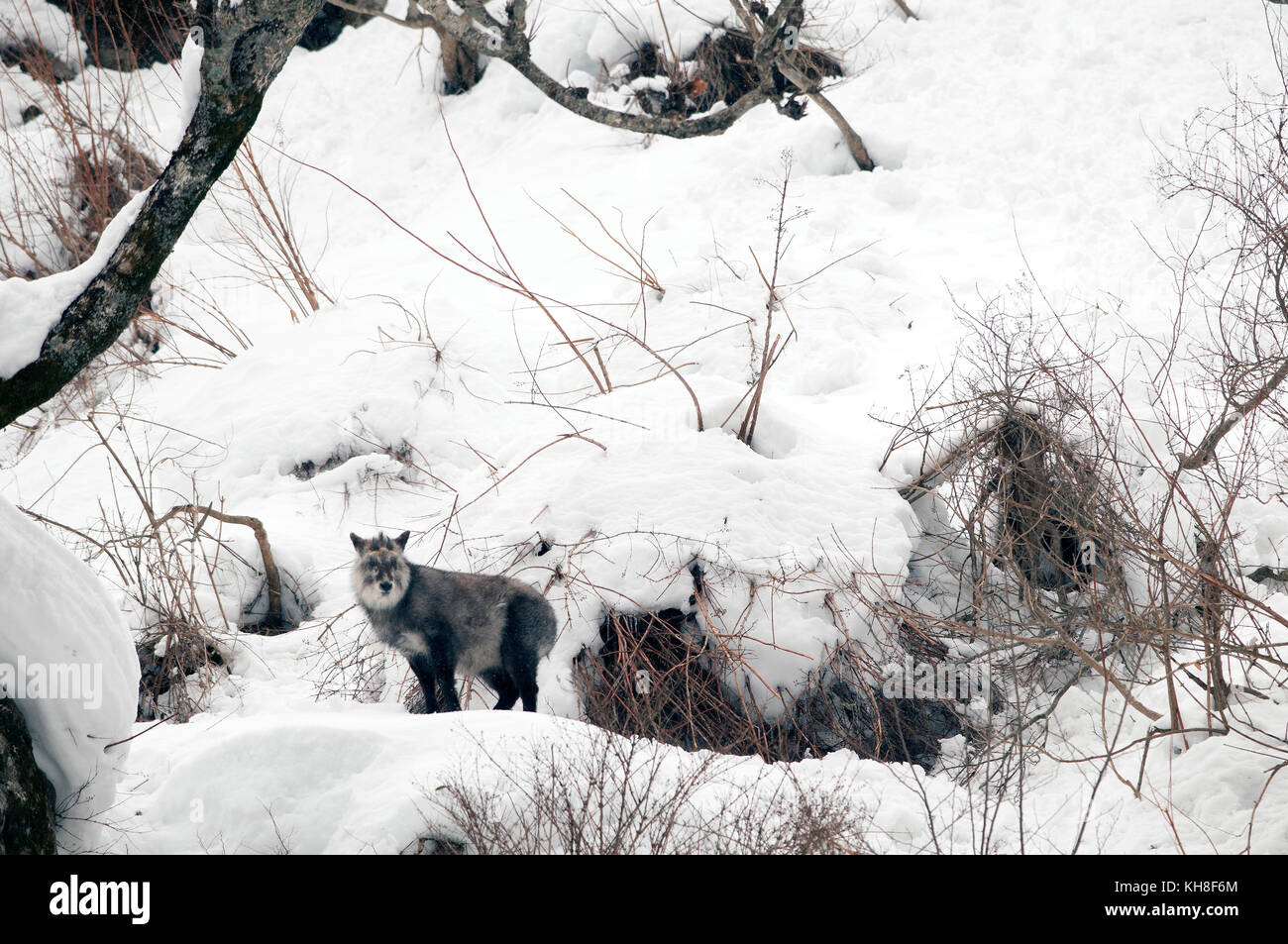 Japanischer Serow (Capricornis crispus), Japan *** Lokale Bildunterschrift *** Wildtiere, Wildtiere, Winter, Schnee, Capricornis crispus Stockfoto