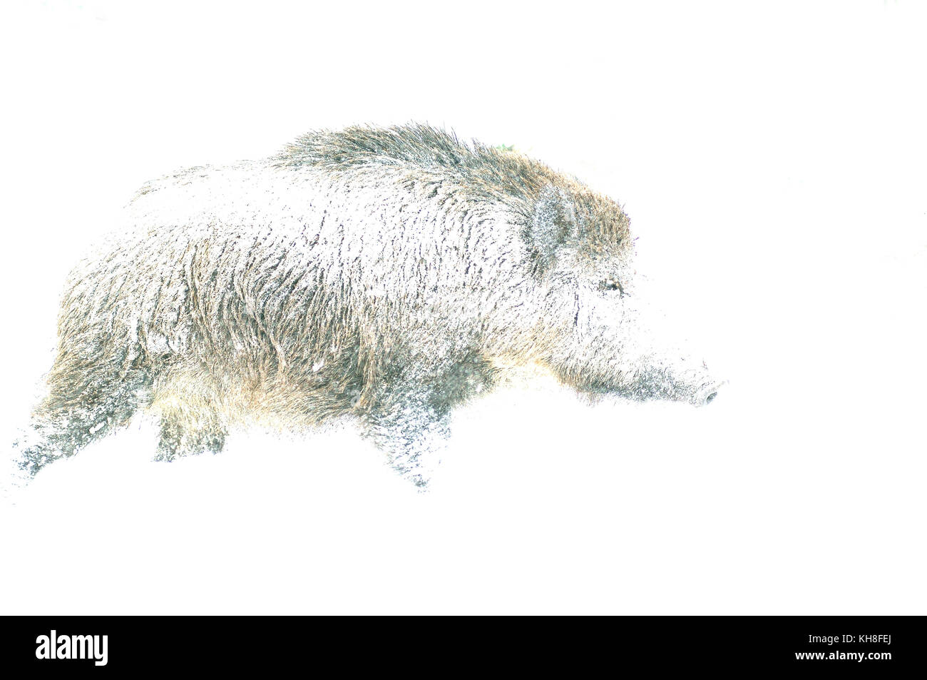 Wildschwein (Sus scrofa) im Winter *** local Caption *** Säugetier, wildes Schwein, sus scrofa, Schnee, Wildlife, Einfachheit, überbelichtet, High-key Stockfoto