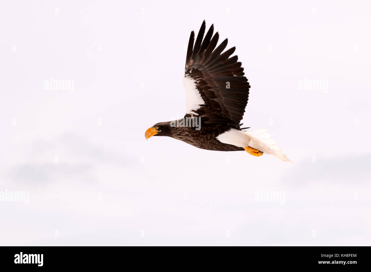 Stellers Seeadler (Haliaeetus pelagicus) fliegend, Russland *** Ortsüberschrift *** Wildtiere, Tierwelt, Winter, haliaeetus pelagicus, Flug, fliegen Stockfoto