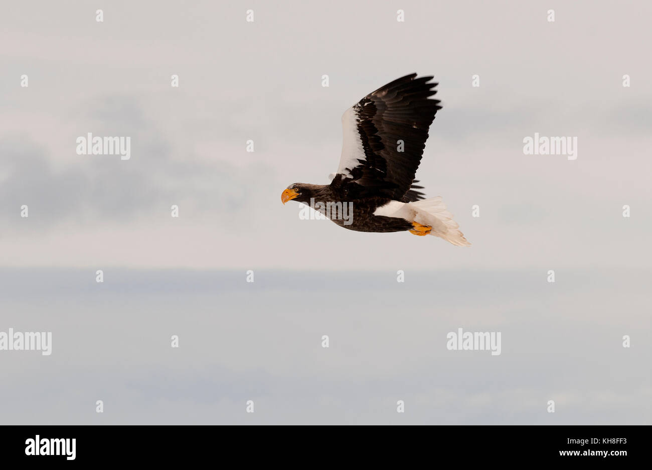 Stellers Seeadler (Haliaeetus pelagicus) fliegend, Russland *** Lokale Bildunterschrift *** Wildtier, Tierwelt, Greifvögel, Flug, Fliegen, haliaeetus pelagicus Stockfoto