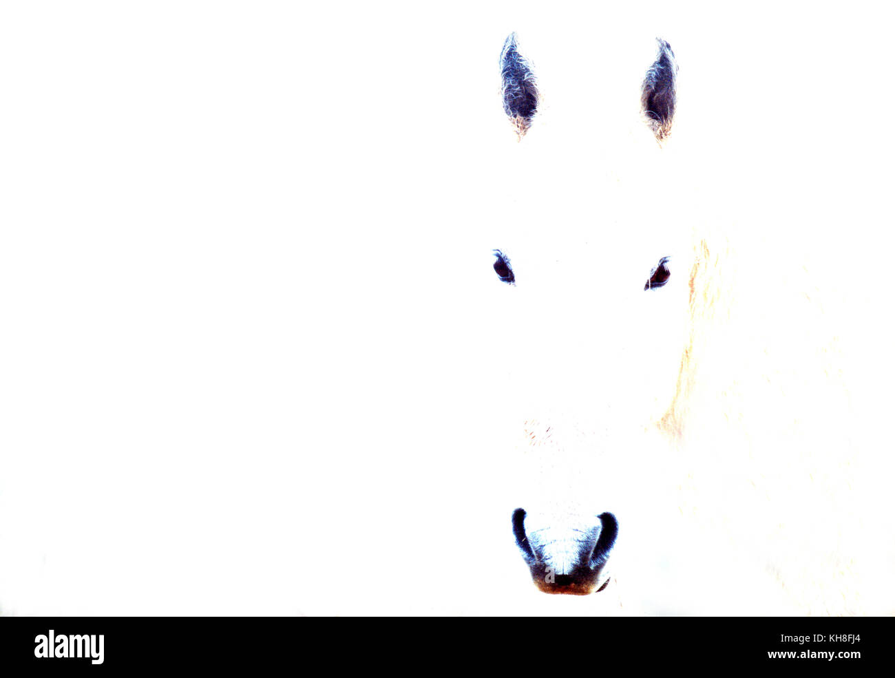 Wilde Pferde der Camargue (Equus caballus) *** local Caption *** Porträt, Gesicht, Kopf, Pferd, Einfachheit, überbelichtet, High-key Stockfoto