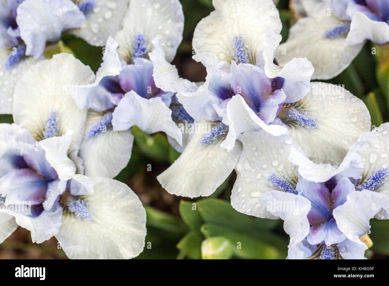 Standard Zwerg Bartlilie barbata nana ' April Elation ' Weiße Irisblüten Stockfoto