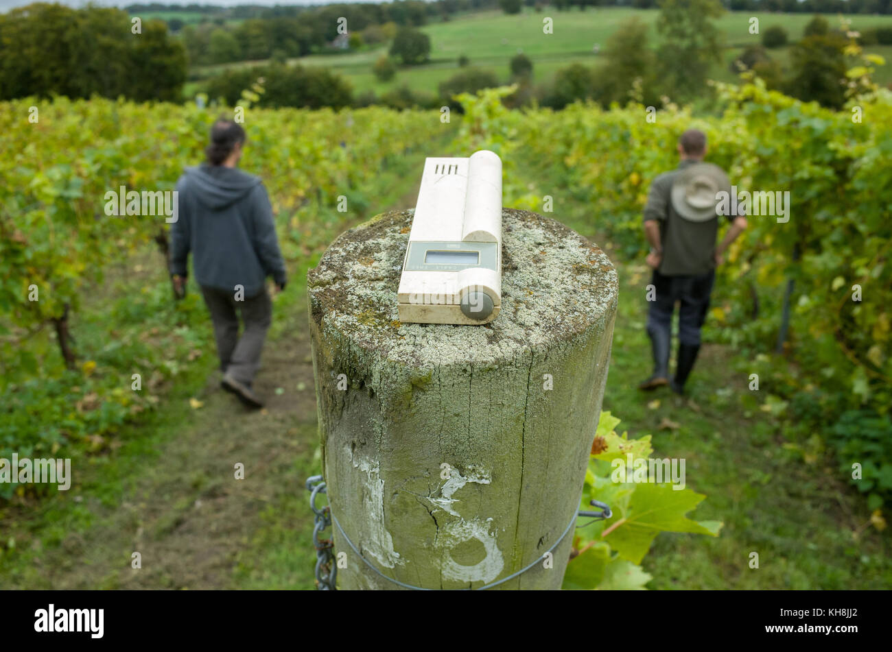 Devizes, Wiltshire, Großbritannien. Am 4. Oktober 2017. Die Arbeitnehmer, eine Überprüfung der Reben während der Ernte einer devizes Weinberg. © Foto nicho Stockfoto