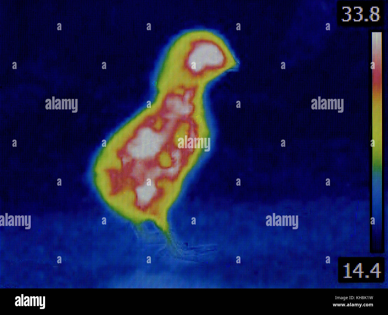 Messung von Küken Temperatur mit Infrarot-kamera Stockfoto