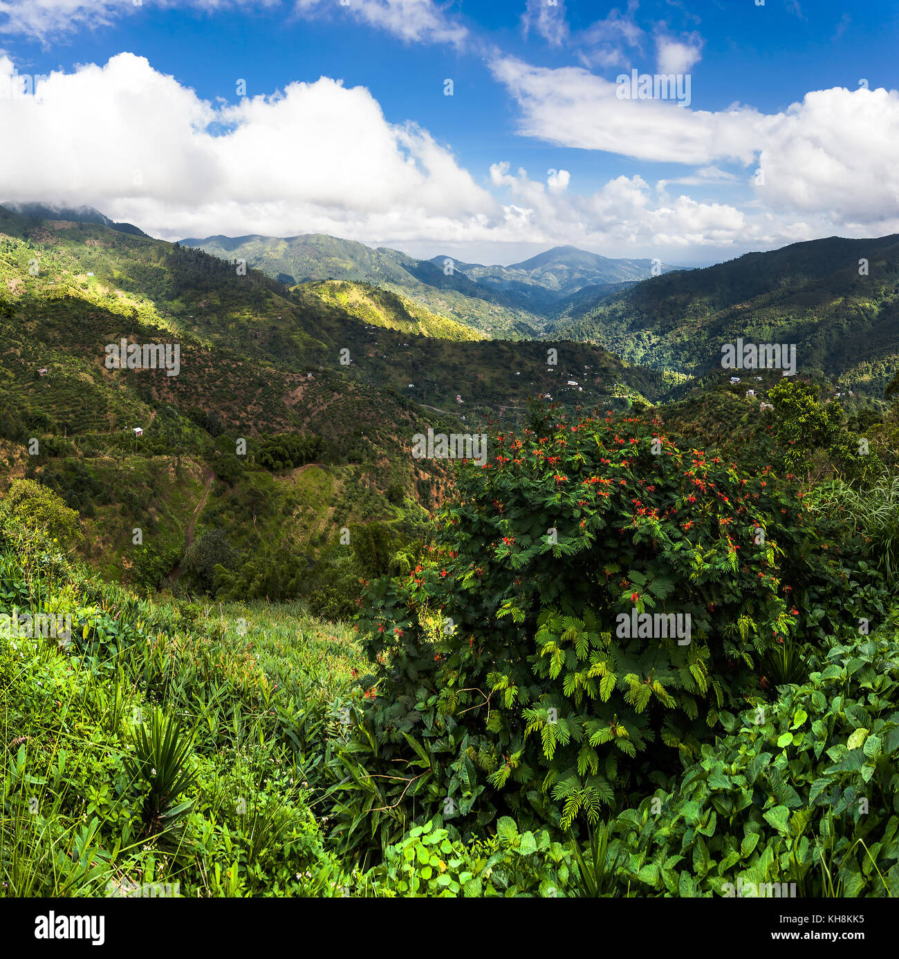 Jamaica plantation Fotos und Bildmaterial in hoher Auflösung Alamy