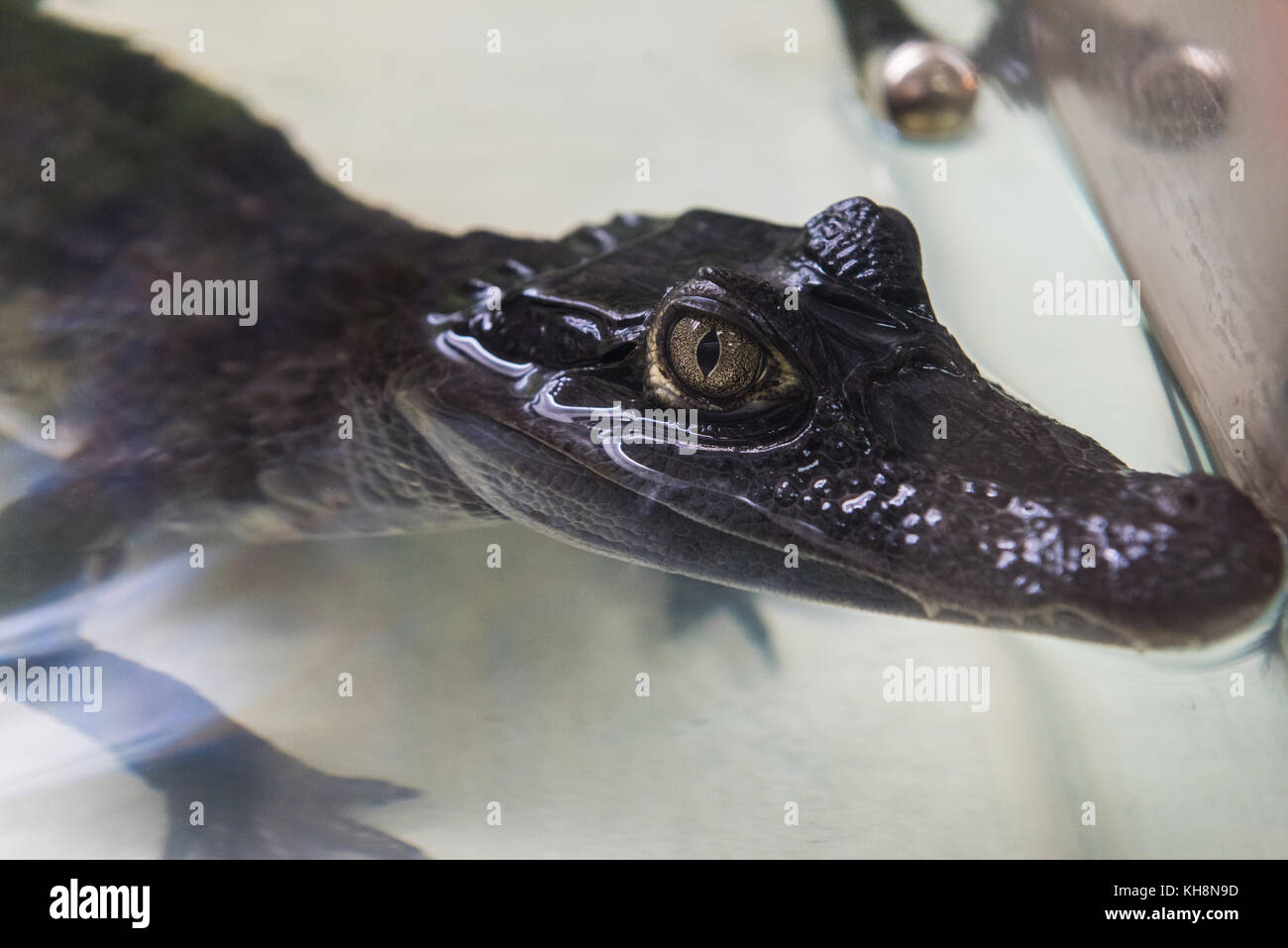 Schöne Kaiman Krokodil Stockfoto