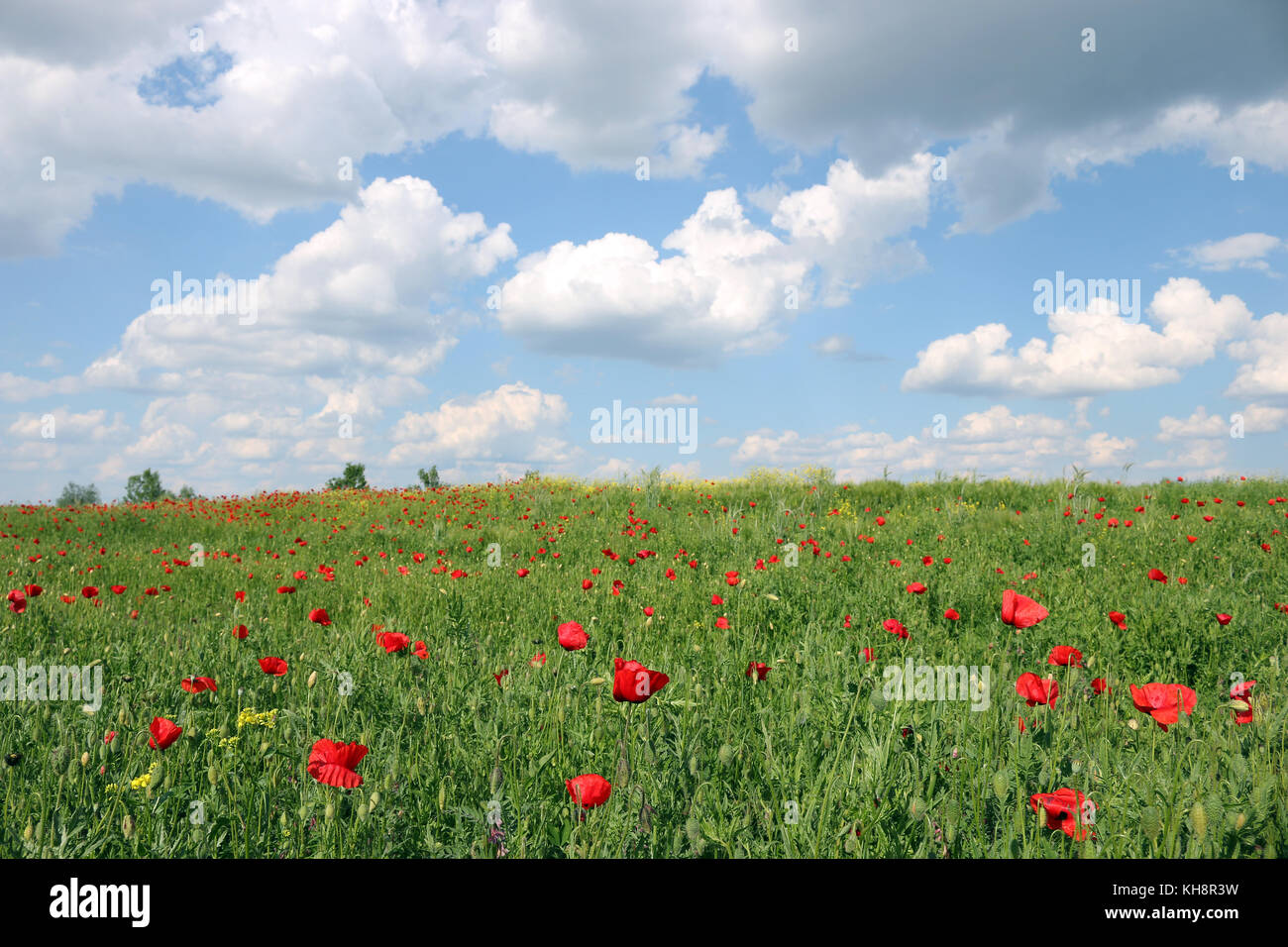 Mohn Blume und blauer Himmel Frühlingswiese Stockfoto