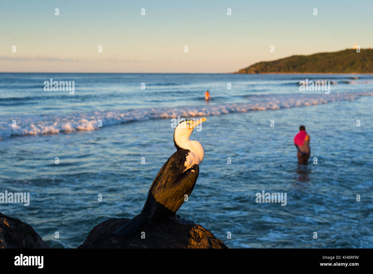 Ein Kormoran und eines Badenden bei Sonnenuntergang. Byron Bay, New South Wales, Australien Stockfoto