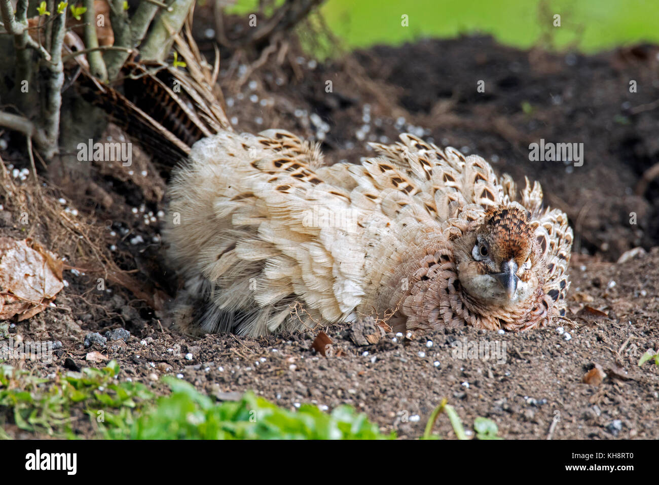 Gemeinsame Fasan/Ring-necked Fasan (Phasianus colchicus) Henne, Sand/Staub baden im Frühjahr Stockfoto