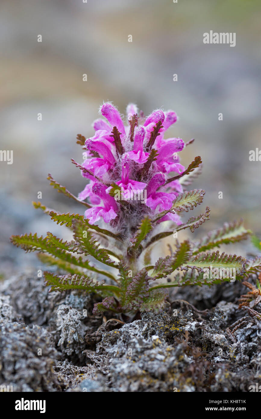 Pedicularis kanei ssp dasyantha Fotos und Bildmaterial in hoher