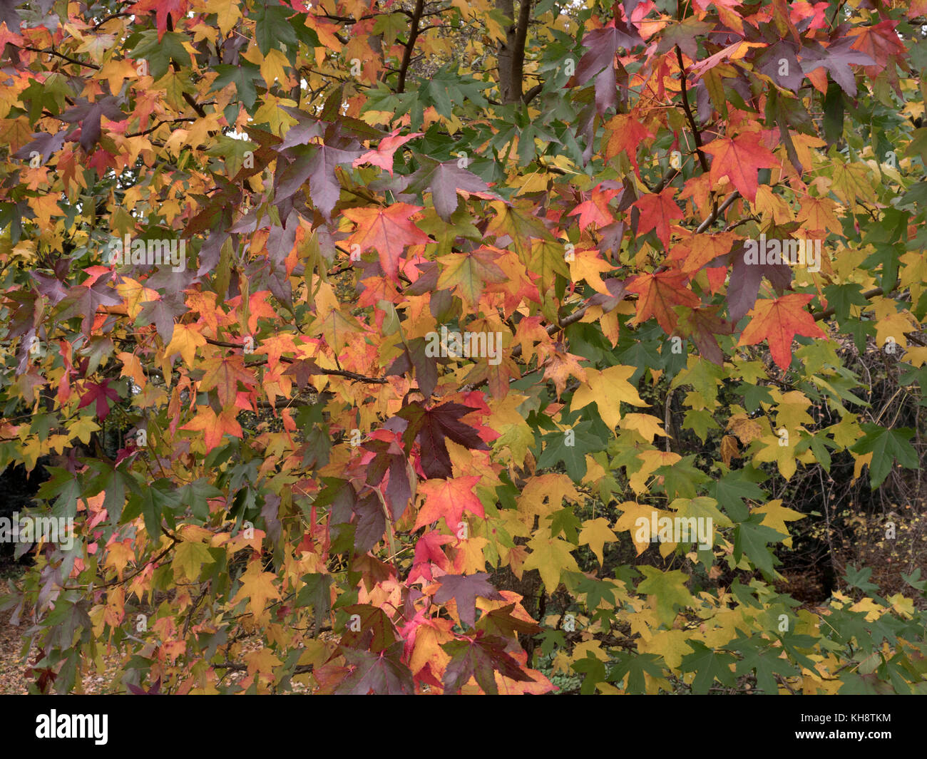 Sweet Gum Liquidamber styruciflus Blätter im Herbst bei Sherringham Norfolk Stockfoto