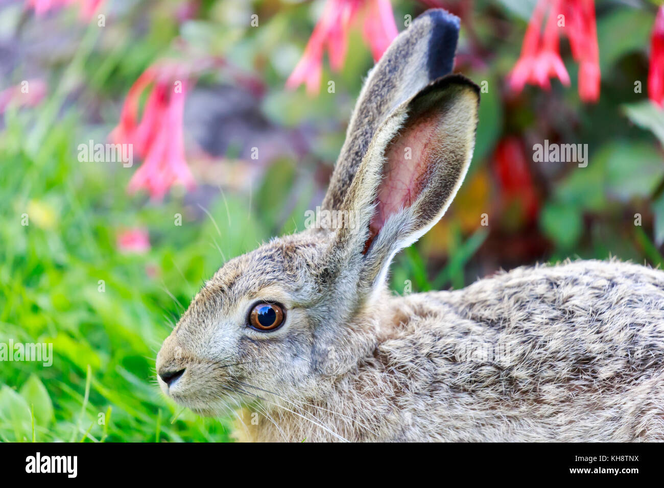 Europäische hare (Lepus europaeus) Close-up. Stockfoto
