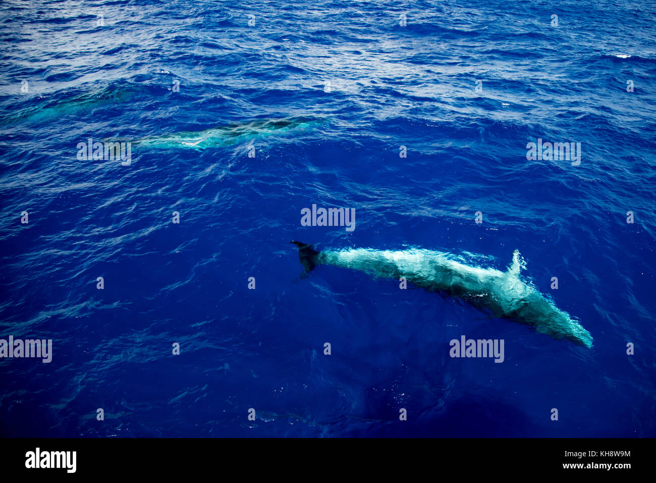 Zwergwale auftauchen und neugierig um die Expedition Cruise Ship National Geographic Orion vor der Küste Brasiliens handeln Stockfoto