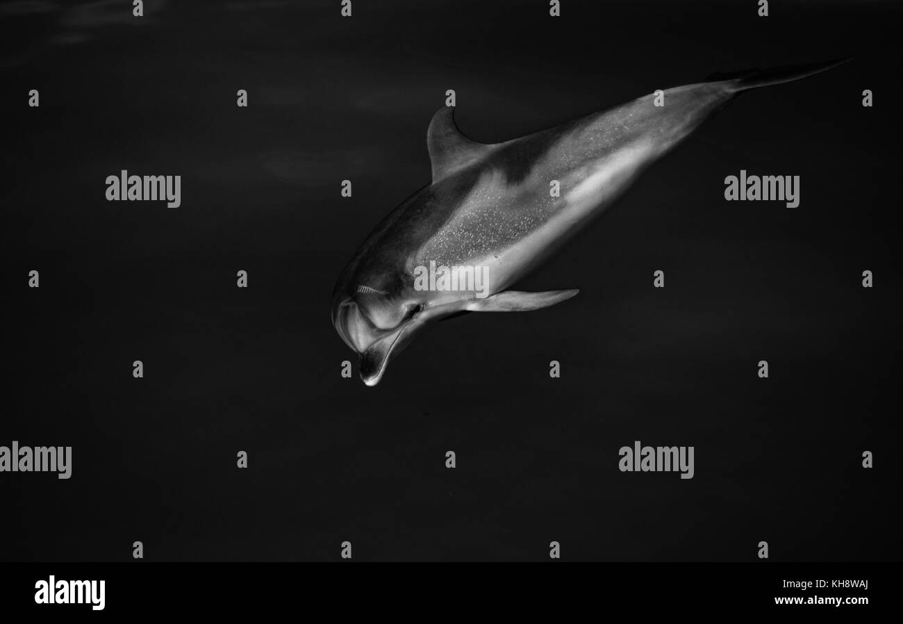Schwarze und weiße Atlantic spotted Dolphins kommen den Bug des National Geographic Orion in gläsernen Wassers in der Mitte des Atlantischen Ozeans zu fahren Stockfoto