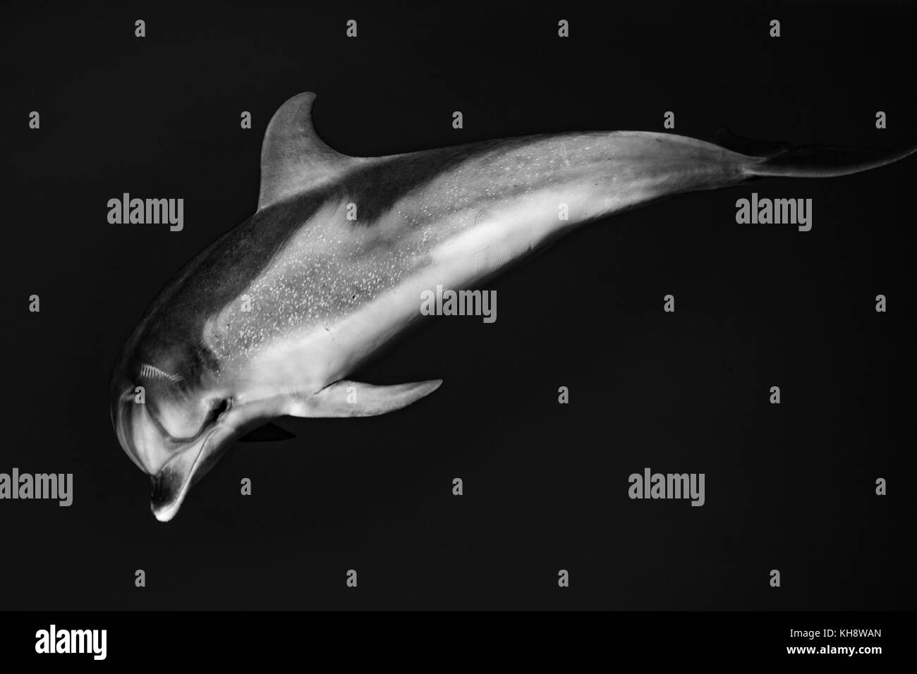 Schwarze und weiße Atlantic spotted Dolphins kommen den Bug des National Geographic Orion in gläsernen Wassers in der Mitte des Atlantischen Ozeans zu fahren Stockfoto