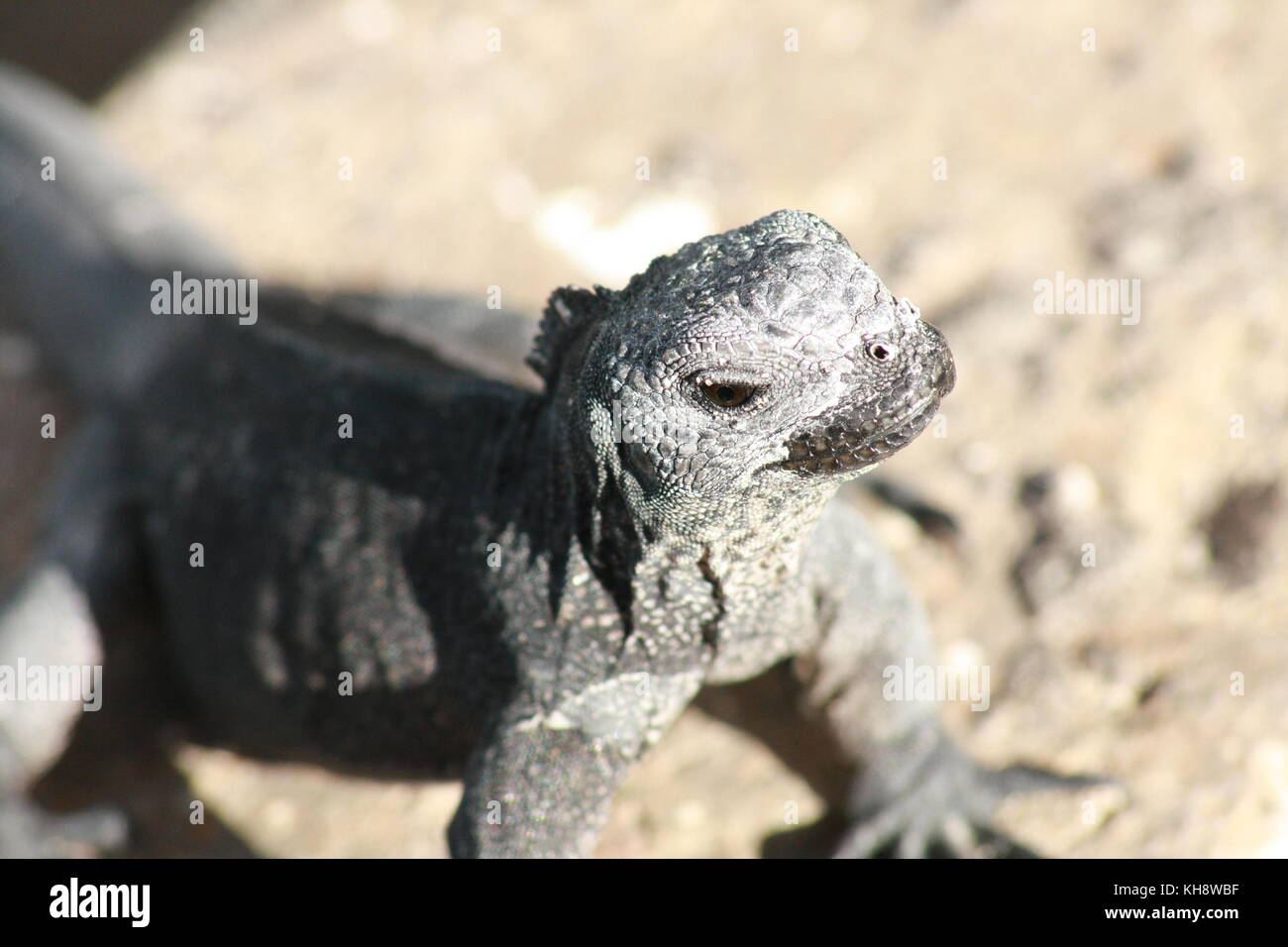 Meerechsen, Galapagos, Ecuador Stockfoto