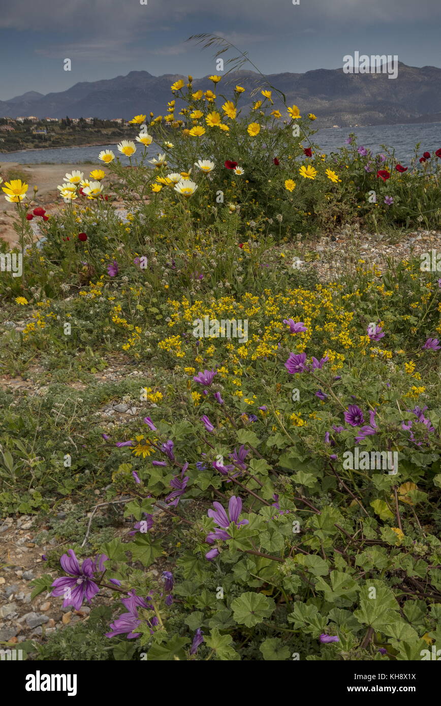 Masse der Frühling Blumen an der Küste Monemvasia, Peloponnes, Griechenland. Stockfoto