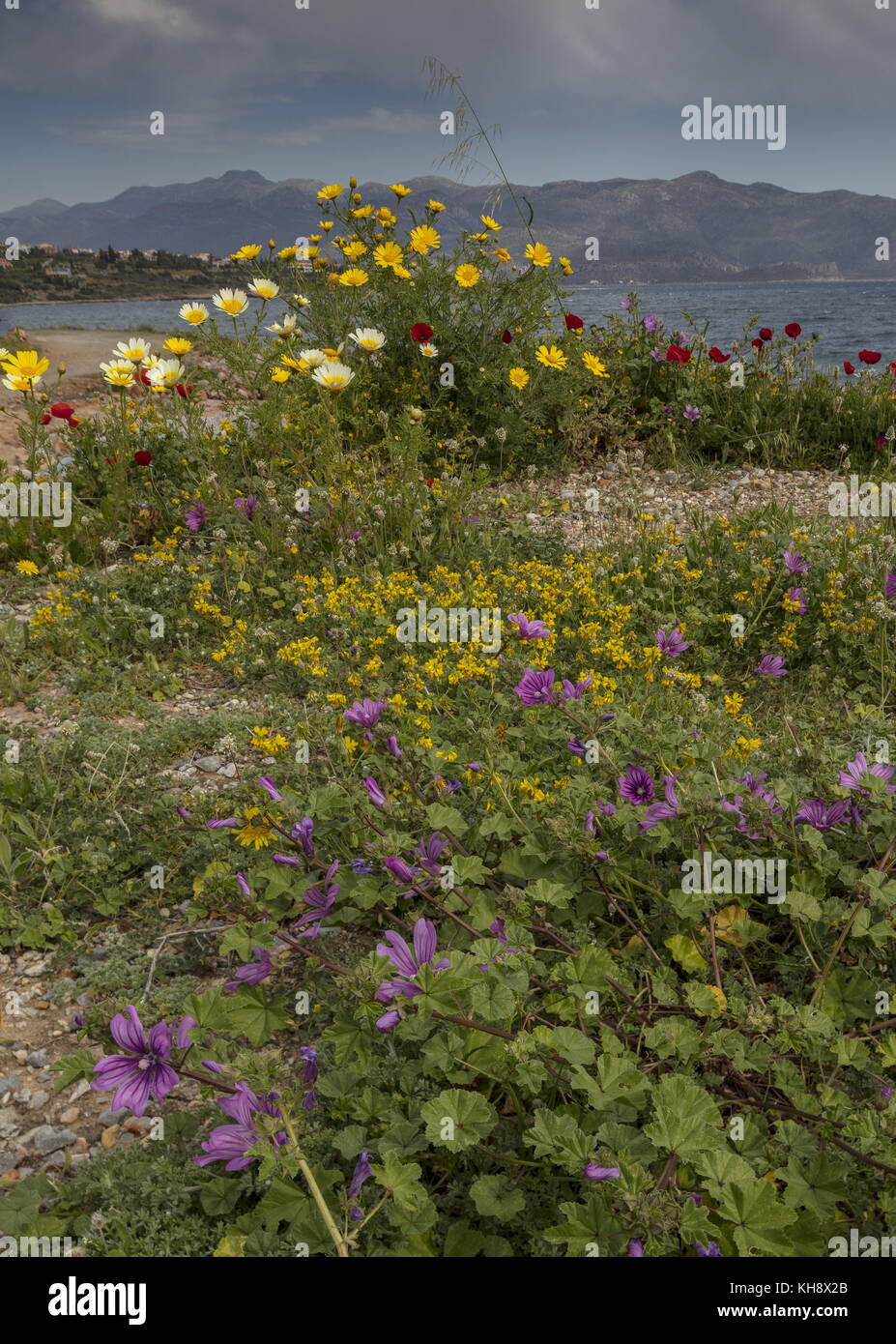Masse der Frühling Blumen an der Küste Monemvasia, Peloponnes, Griechenland. Stockfoto