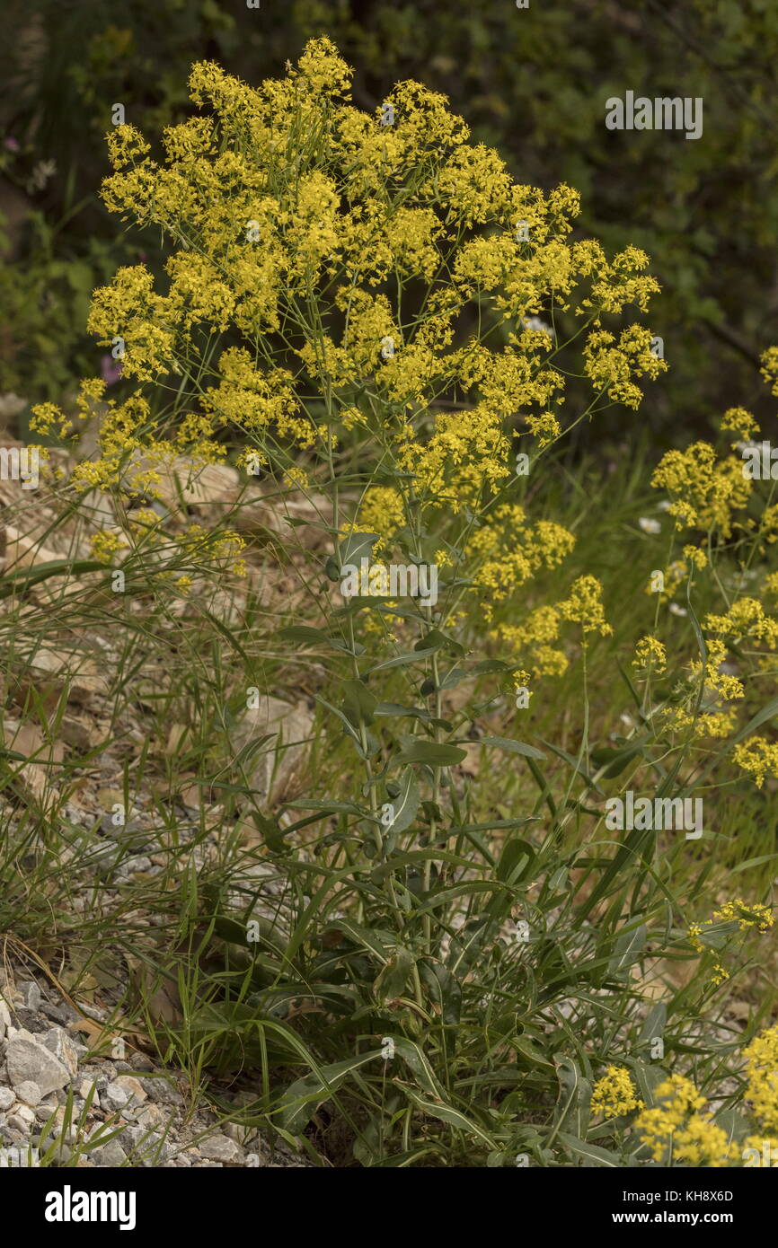 Färberwaid, Isatis Dolmetsch subsp tomentella, Blume, Peloponnes, Griechenland. Stockfoto