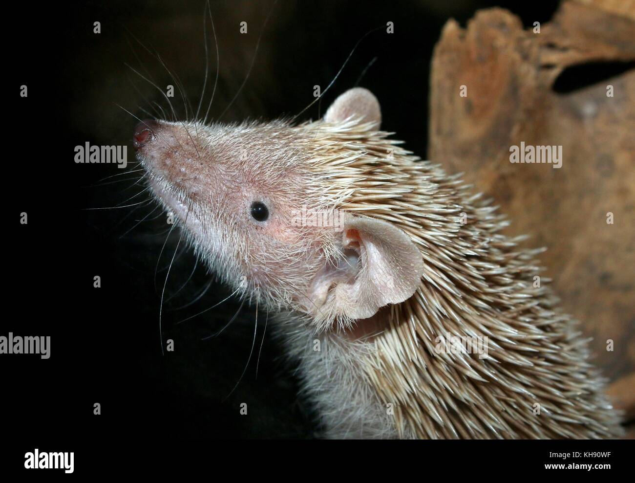 Weniger Igel tenrec (Echinops telfairi), im Süden von Madagaskar. Stockfoto