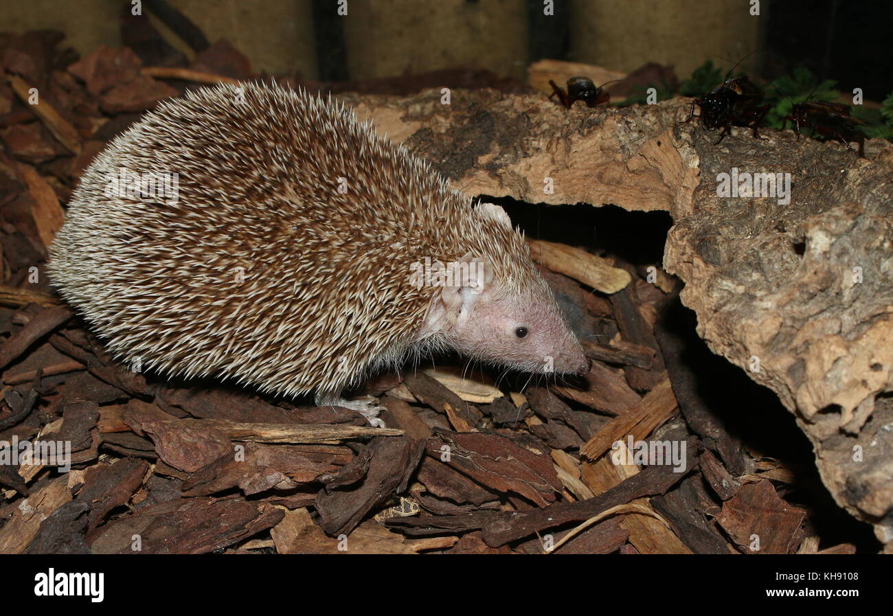 Weniger Igel tenrec (Echinops telfairi), im Süden von Madagaskar. Stockfoto