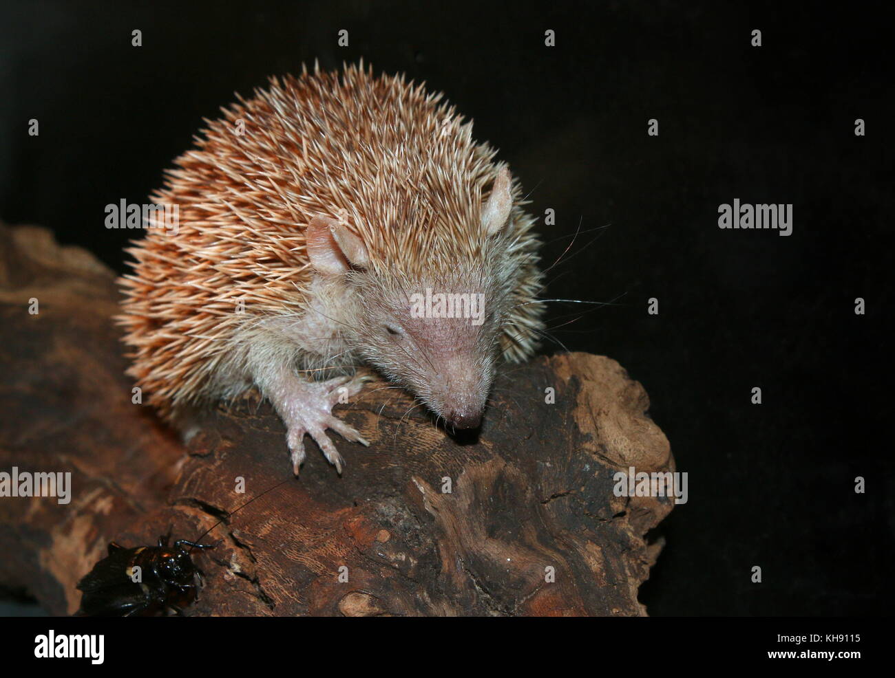 Weniger Igel tenrec (Echinops telfairi), im Süden von Madagaskar. Stockfoto