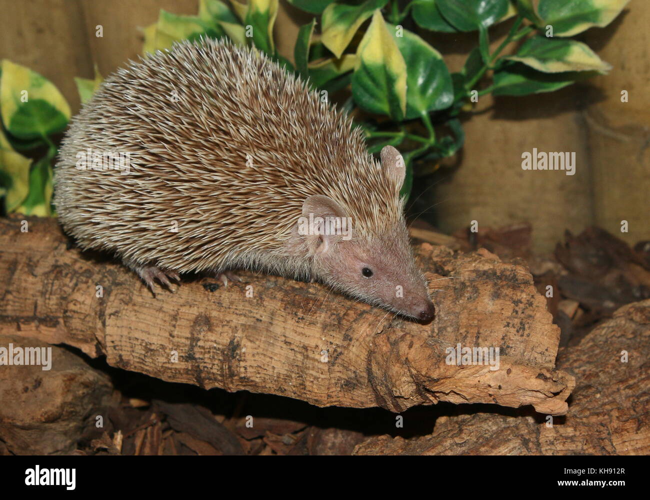 Weniger Igel tenrec (Echinops telfairi), im Süden von Madagaskar. Stockfoto