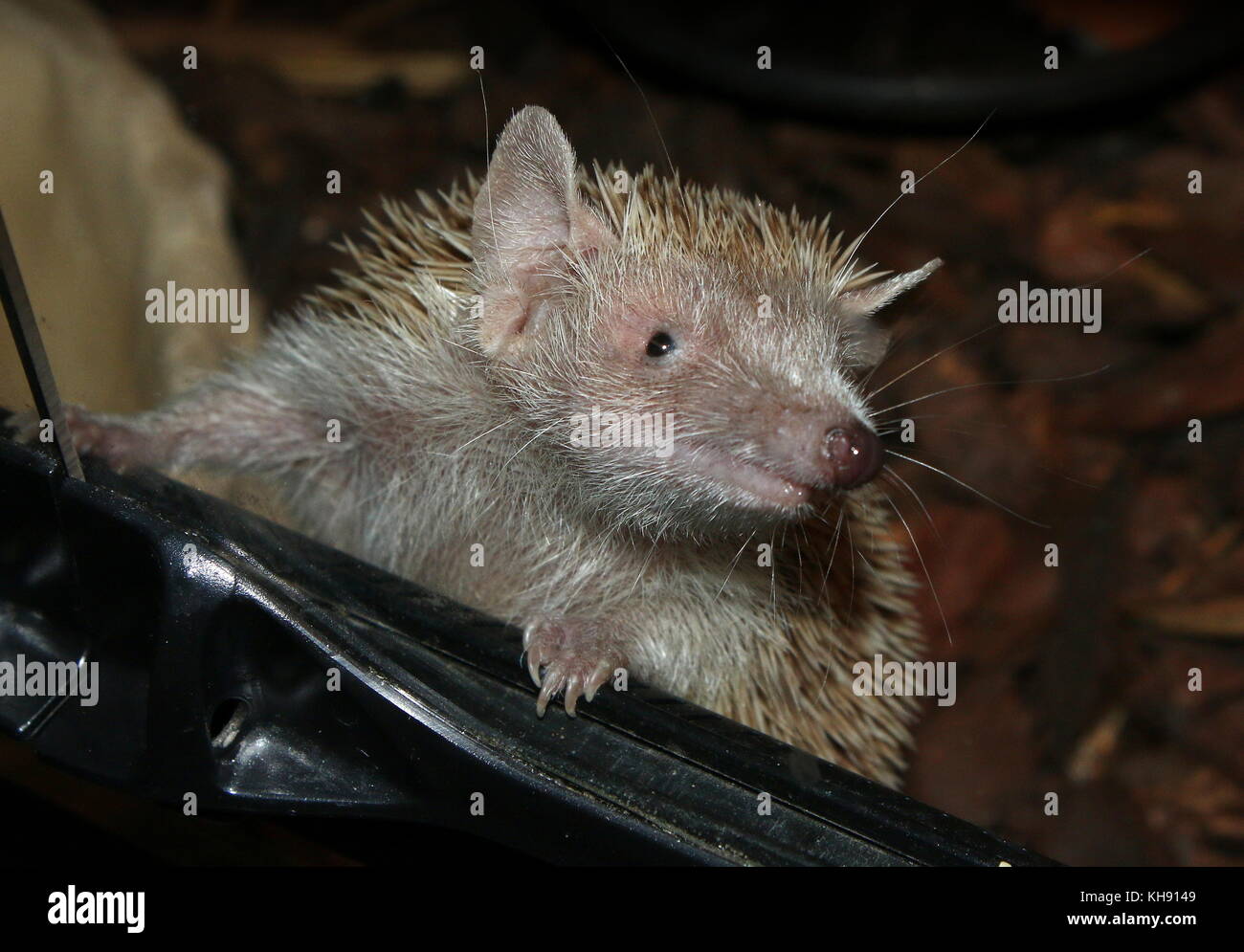 Weniger Igel tenrec (Echinops telfairi), im Süden von Madagaskar. Stockfoto