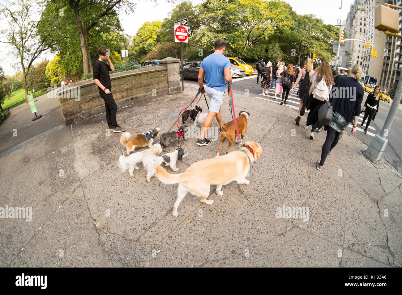 Dog Walker auf der Fifth Avenue, New York City, Vereinigte Staaten von Amerika. Stockfoto