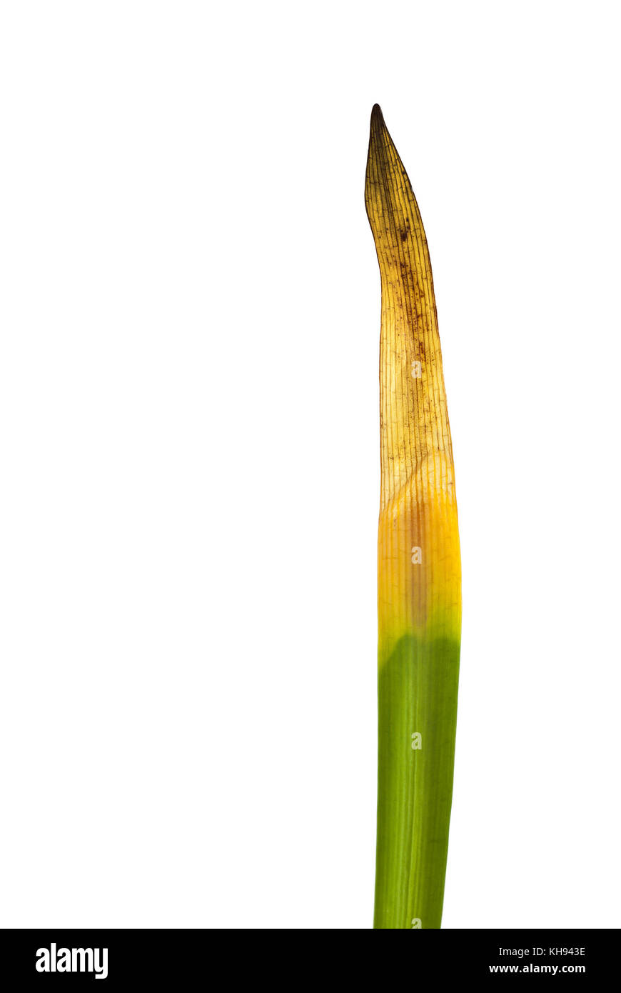 Blatt Gras, grün unten und nach und nach Gelb färben, Trocknen und Verblassen nach oben, Nahaufnahme isoliert Stockfoto