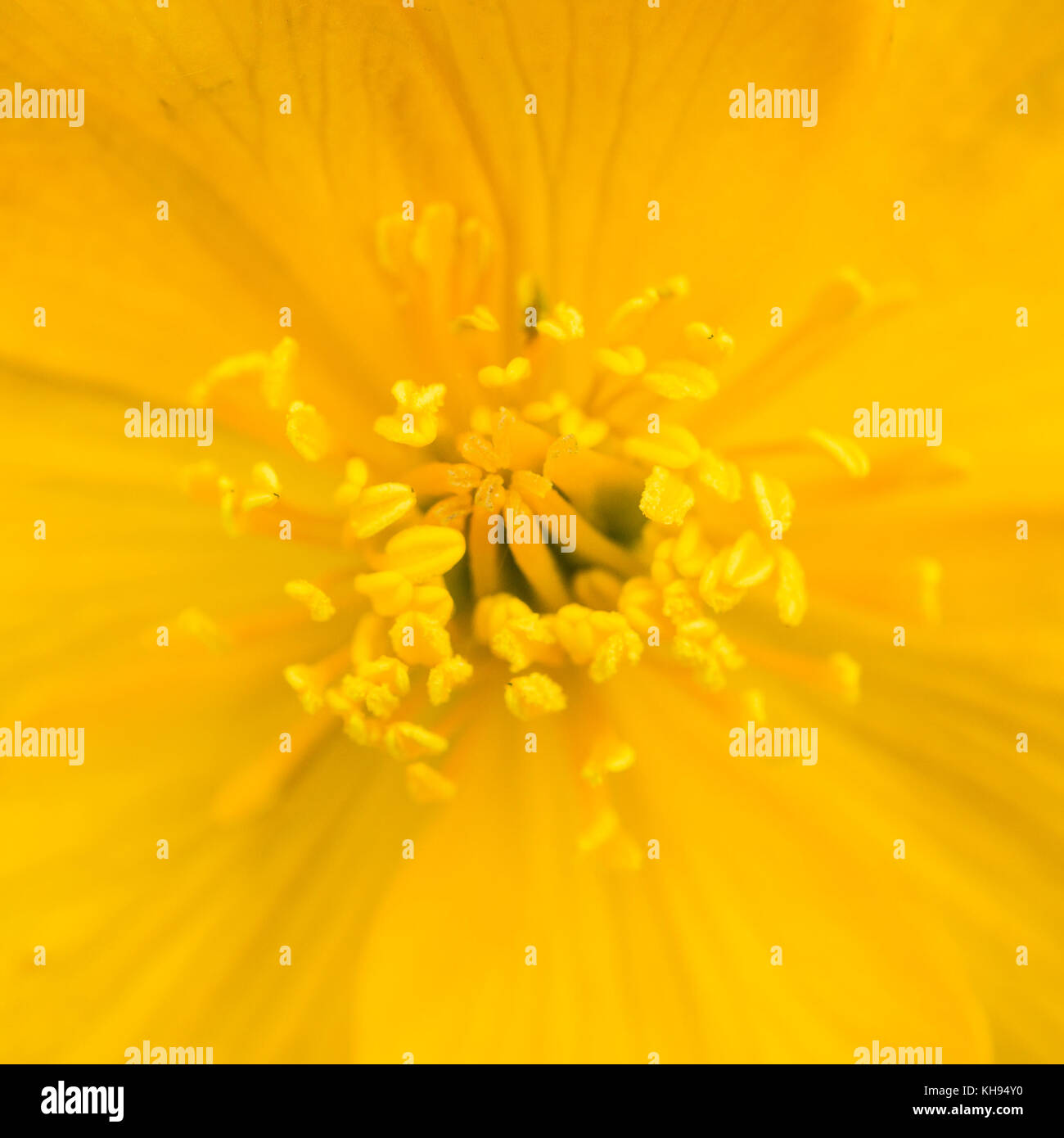 Eine Nahaufnahme von einem gelben Sumpfdotterblumen blühen. Stockfoto