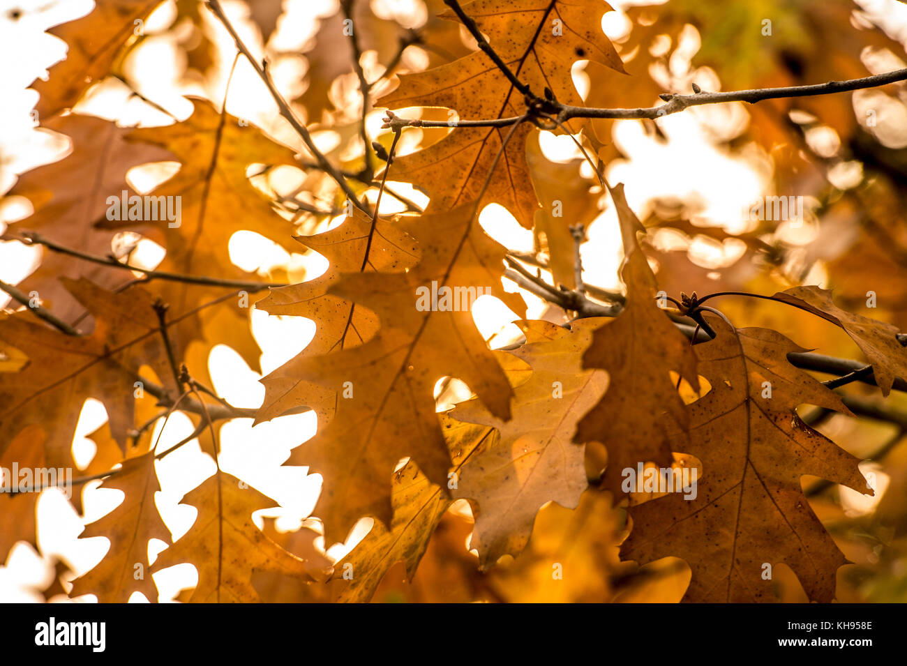 Herbst im HYDE PARK BILD JEREMY SELWYN 17/10/2017 Credit: Evening Standard Stockfoto