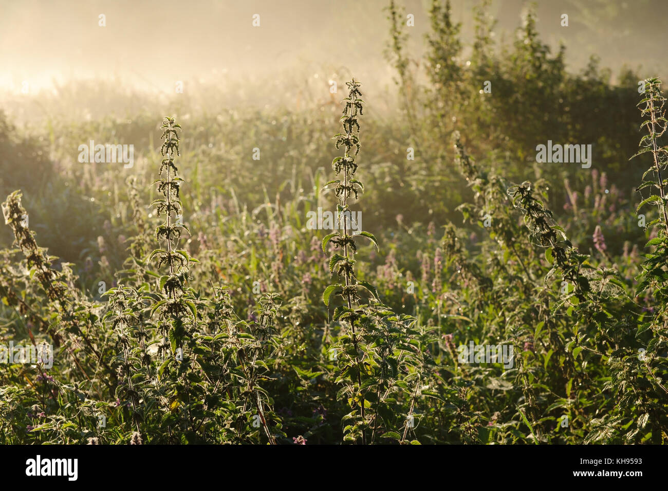 Schön neblig und sonnigen Morgen Stockfoto