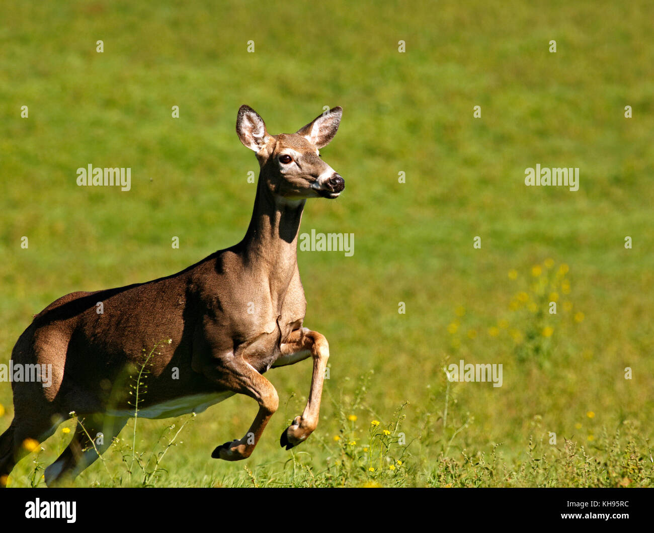 Weißwedelhirsche mitten im Flug in der Nähe von Sussex, Kings County, New Brunswick, Kanada. Stockfoto