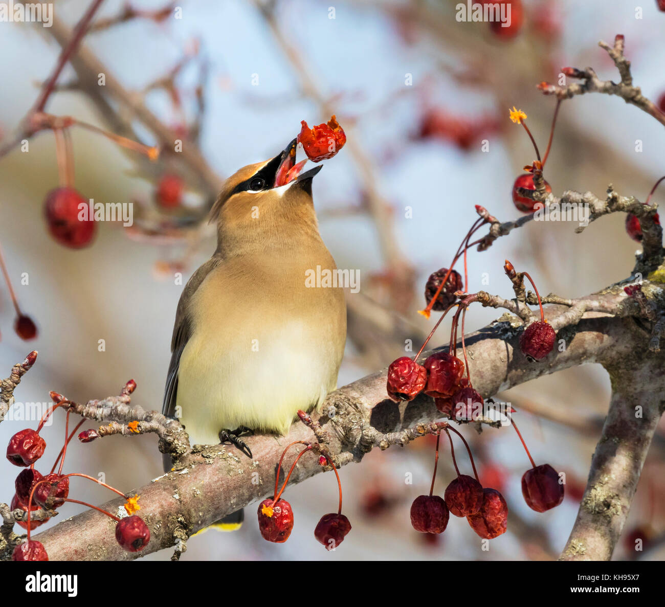 Cedar waxwing Fütterung auf Crabapples Baum im Frühling Migration Stockfoto